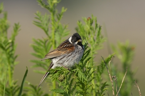 Reed Bunting www.lauriecampbell.com Reed Bunting www.lauriecampbell.com