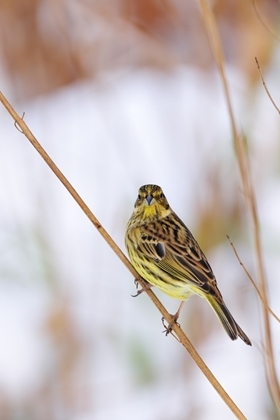 Yellowhammer1 www.lauriecampbell.com