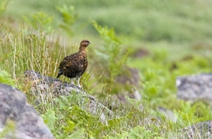 Red grouse (www.davidkjaer.com)
