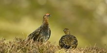 Red grouse