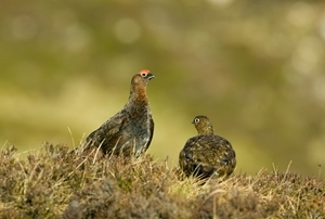 Red grouse male (Credit: David Kjaer)