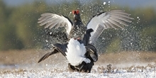 Black grouse