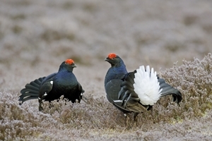 Black grouse (Credit: David Kjaer)