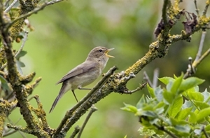 Chiffchaff (www.davidkjaer.com)