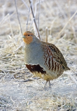 Grey partridge (www.davidkjaer.com)