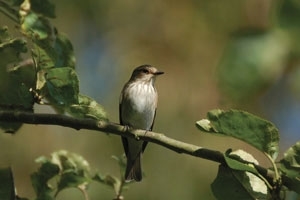 Spotted flycatcher