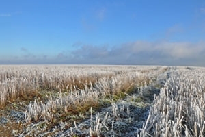 Overwintered stubble