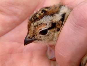 Grouse chick with tick