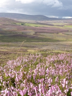 Heather bloom at Gairnshiel