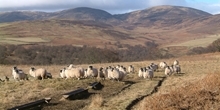 The effect of sheep grazing on heather cover and red grouse numbers