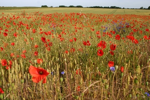 Conservation Headland Poppies And Cornflowers Conservation Headland Poppies And Cornflowers