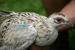 Tagged pheasant