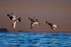Scaups