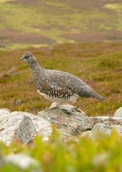Ptarmigan