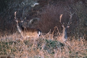 Fallow deer