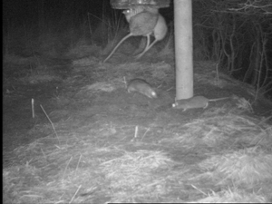 Gamebirds and songbirds should be using your feeders, not rats