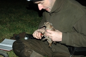 Ringing woodcock