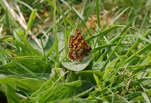 Duke of Burgundy
