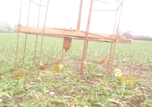 Yellowhammers