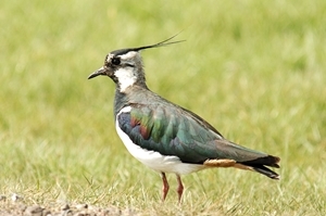 Lapwing