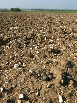 Lapwing nest on arable farmland