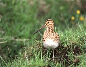 Snipe