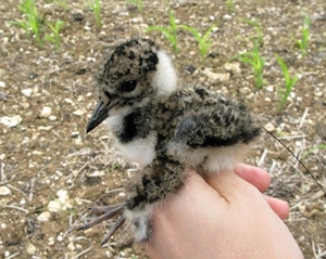 Lapwing chick