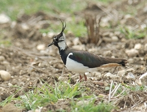 Lapwing