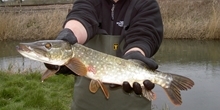 Pike