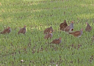 Covey of grey partridges (www.davidmasonimages.com)
