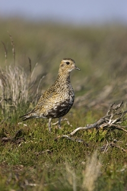 Golden plover (Credit: David Mason)