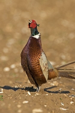 Crowing pheasant (www.davidmasonimages.com)