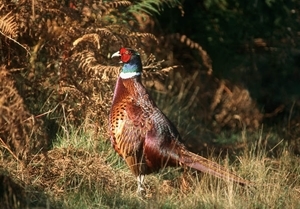 Pheasant in woodland (www.davidmasonimages.com)