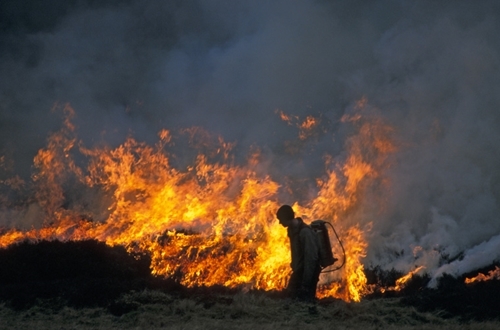 Keeper Heather Burning 2 www.davidmasonimages.com Keeper Heather Burning 2 www.davidmasonimages.com