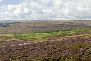 Grouse moor (Credit: David Mason)