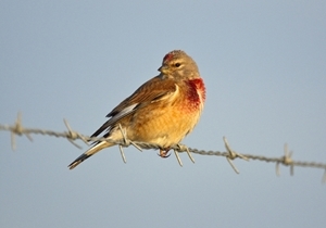 Linnet male (Credit: David Mason)