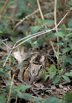 Nesting woodcock (www.davidmasonimages.com)