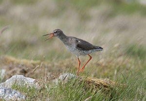 Redshank calling (Credit: David Mason)