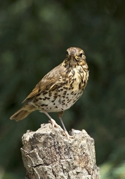 Song thrush (www.davidmasonimages.com)