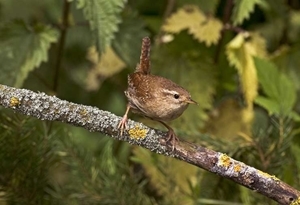 Wren (Credit: David Mason)