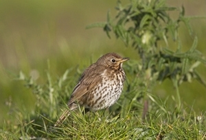 Young song thrush (Credit: David Mason)