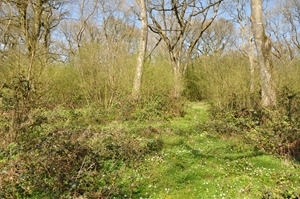 Woodland creation is a potential component of Higher Tier Countryside Stewardship