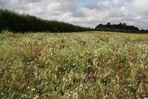 Wide strip of good wild bird seed mixture