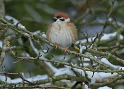 GWCT Gift Membership