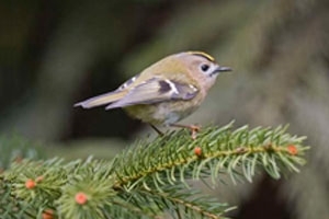 Goldcrest