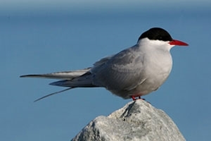 Arctic tern
