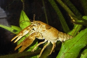 White-clawed crawfish
