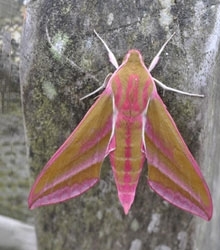 Hawk moth