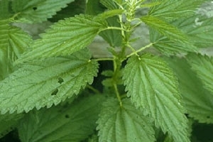 Stinging nettle