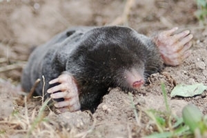 Mole